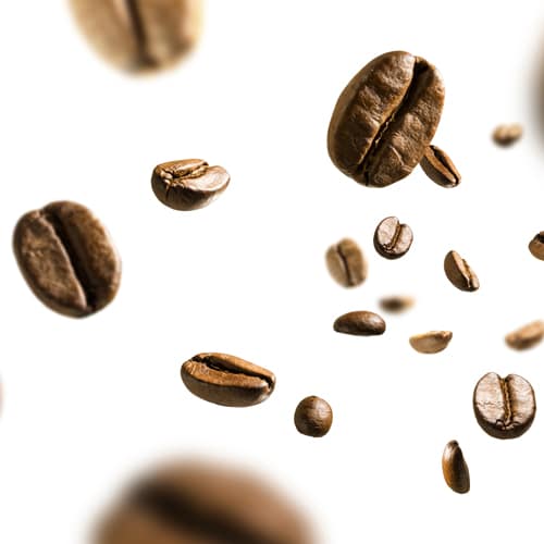 Coffee Seed Extract
