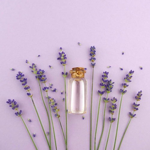 Lavender Oil Extract