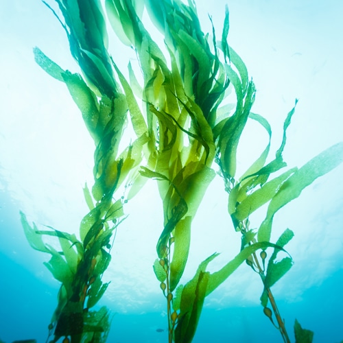 Sea Kelp Extract
